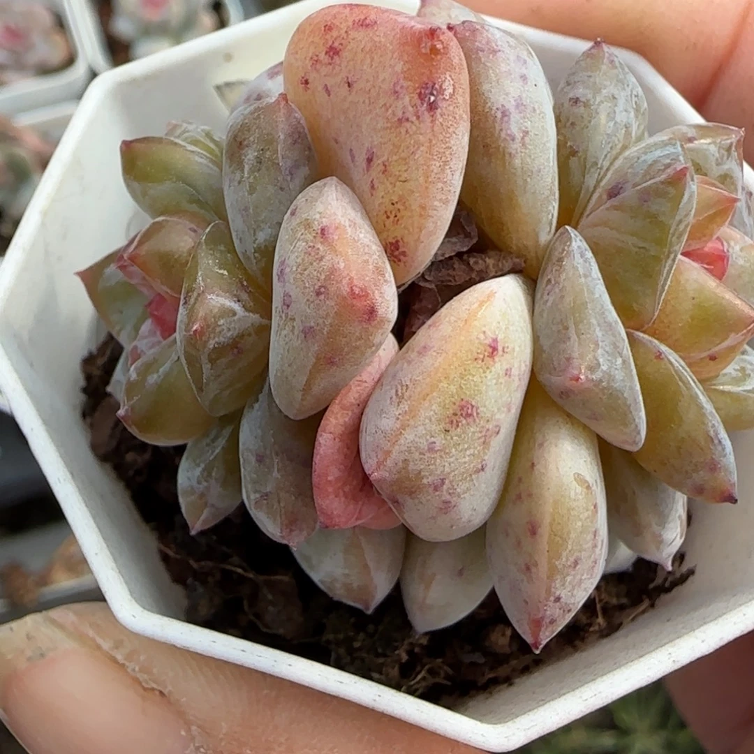 小卡拉米糖心一物一拍