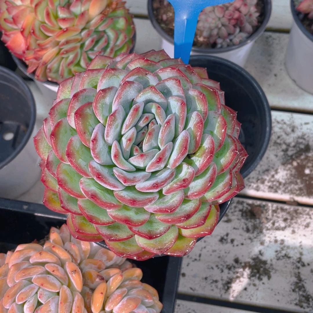 0710-70-粉海盗大单头哦颗