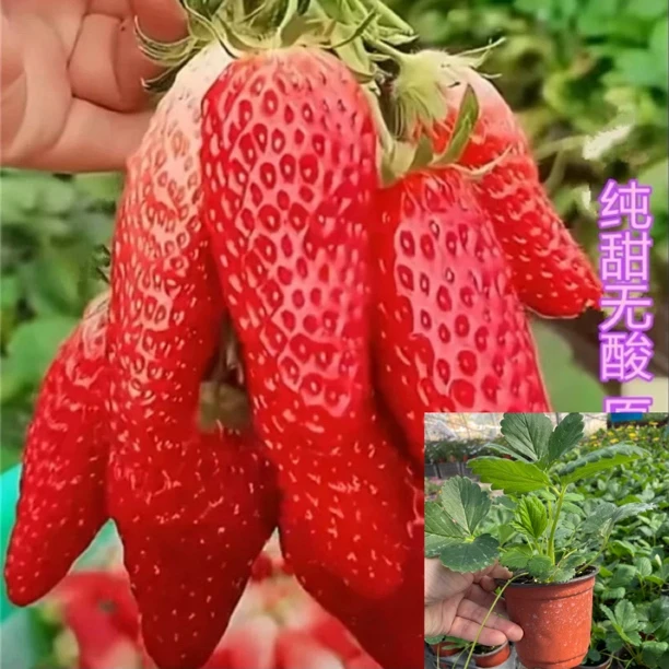 迷你小盆香蕉草莓3盆（初花出果不标准）