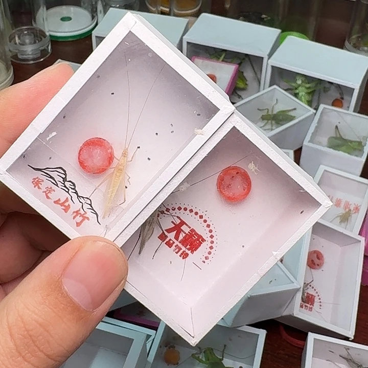 静***变蟋蟀1山竹1紫竹。