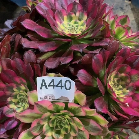 维纳斯440脱土发货