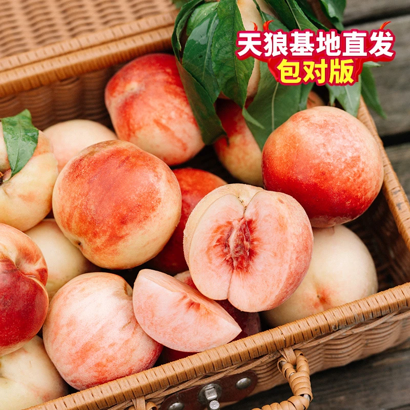 天狼 桃子无花果柠檬杨梅蓝莓樱桃等果树盆栽苗对版