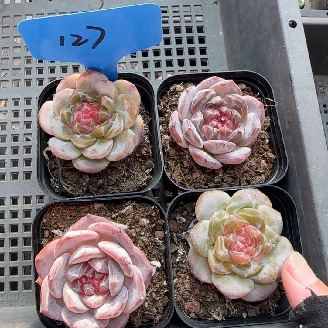 127哈哈哈哈哈哈哈哈