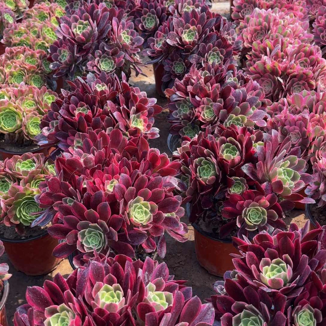 金丝雀绣球9.9多肉植物