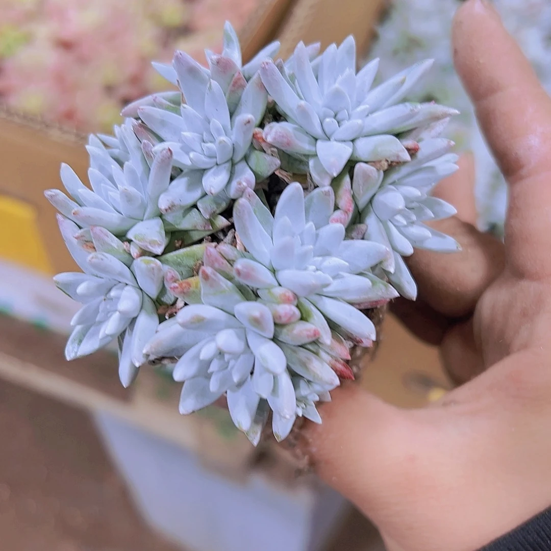 5到10头白菊19包邮