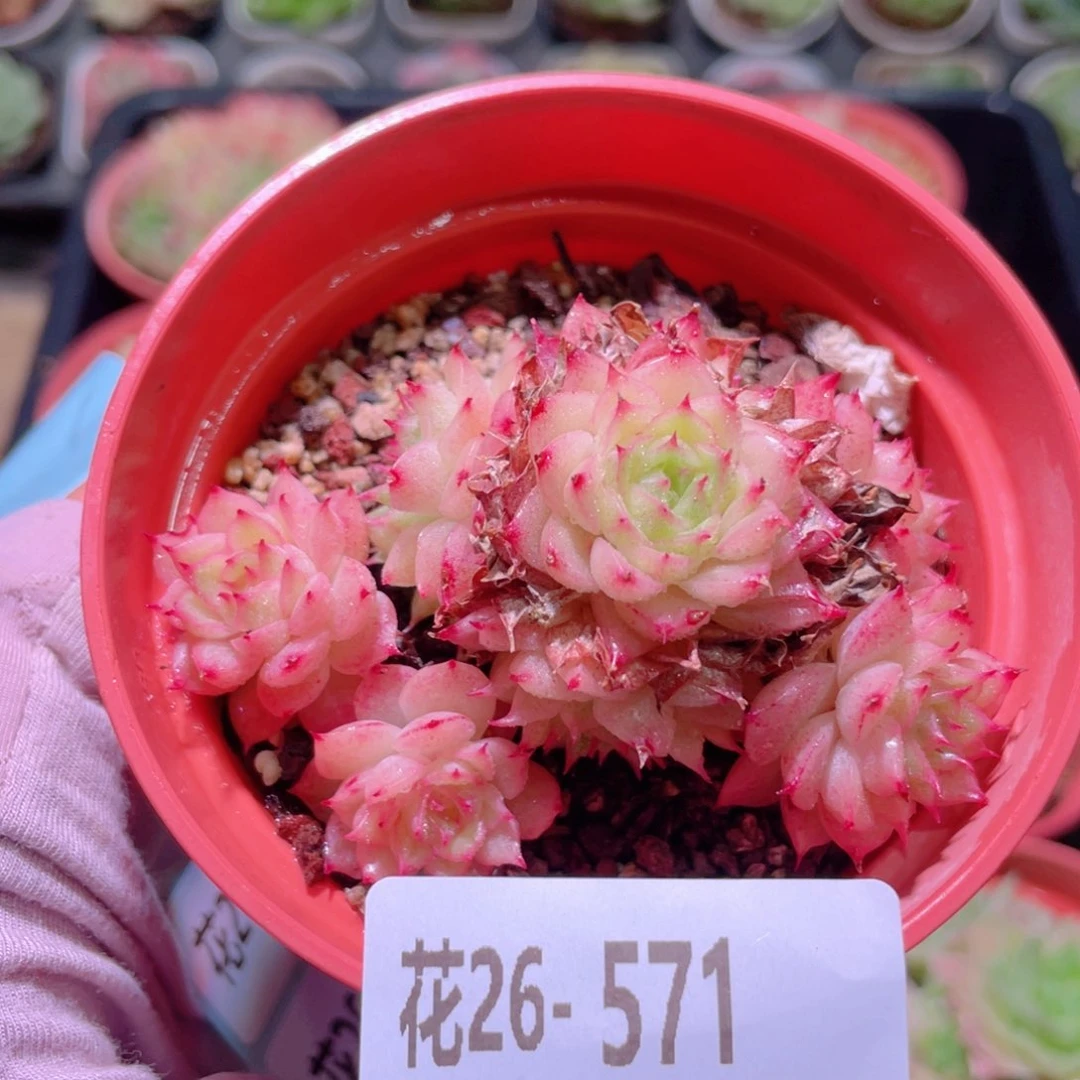 花利美26-571麦秆