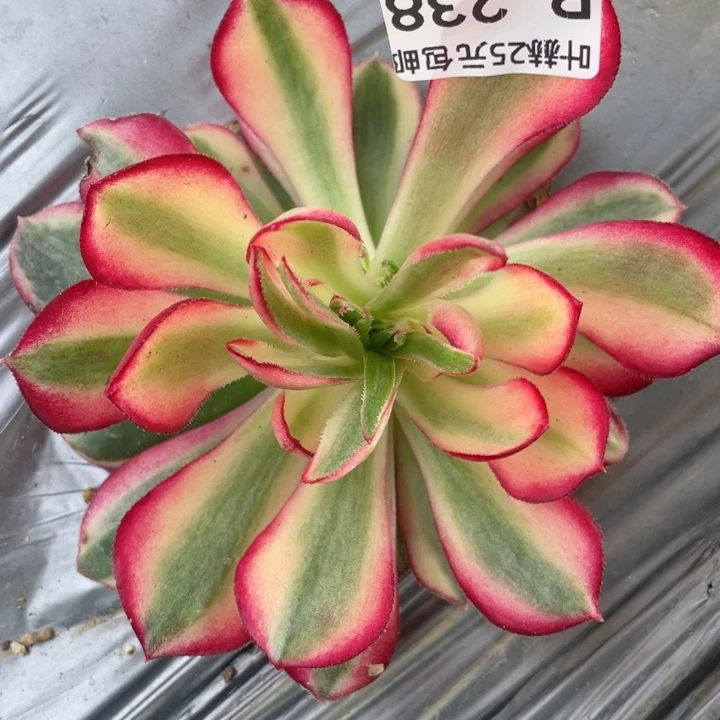 238孔变异多肉1，啊12345678