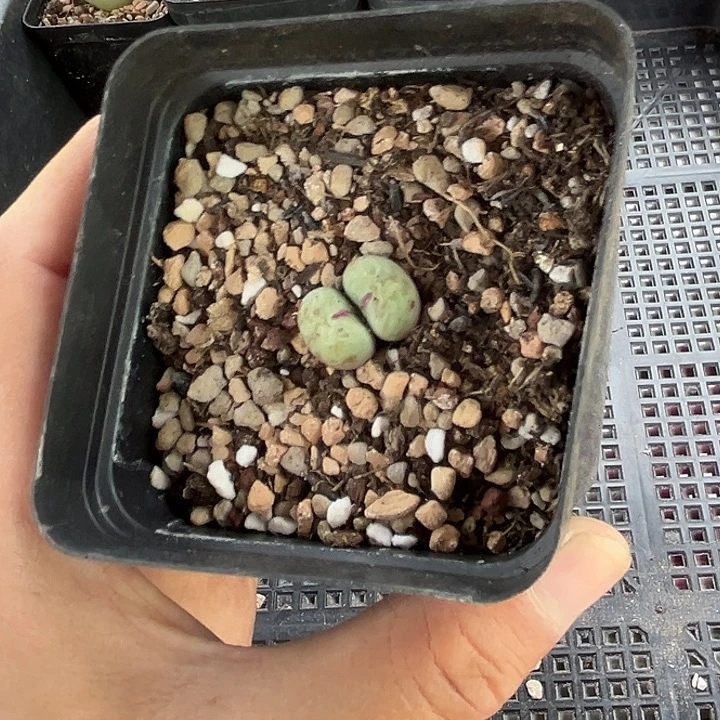 04苏克曼小红嘴28包邮 脱土发