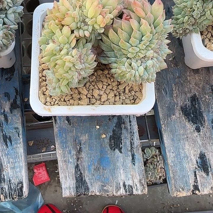 青蛙王子儿童牙膏套装1