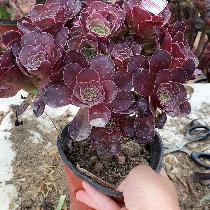 796魅金多肉植物