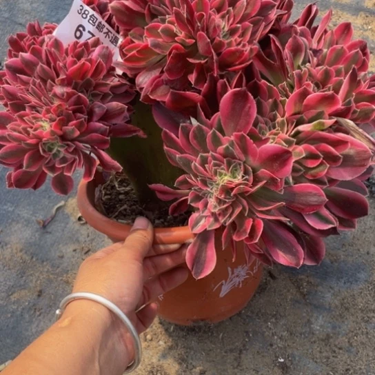 6750，粉女巫缀包邮