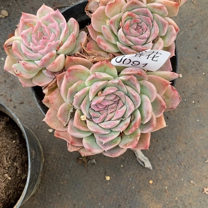 薄**@精品多肉植物0091