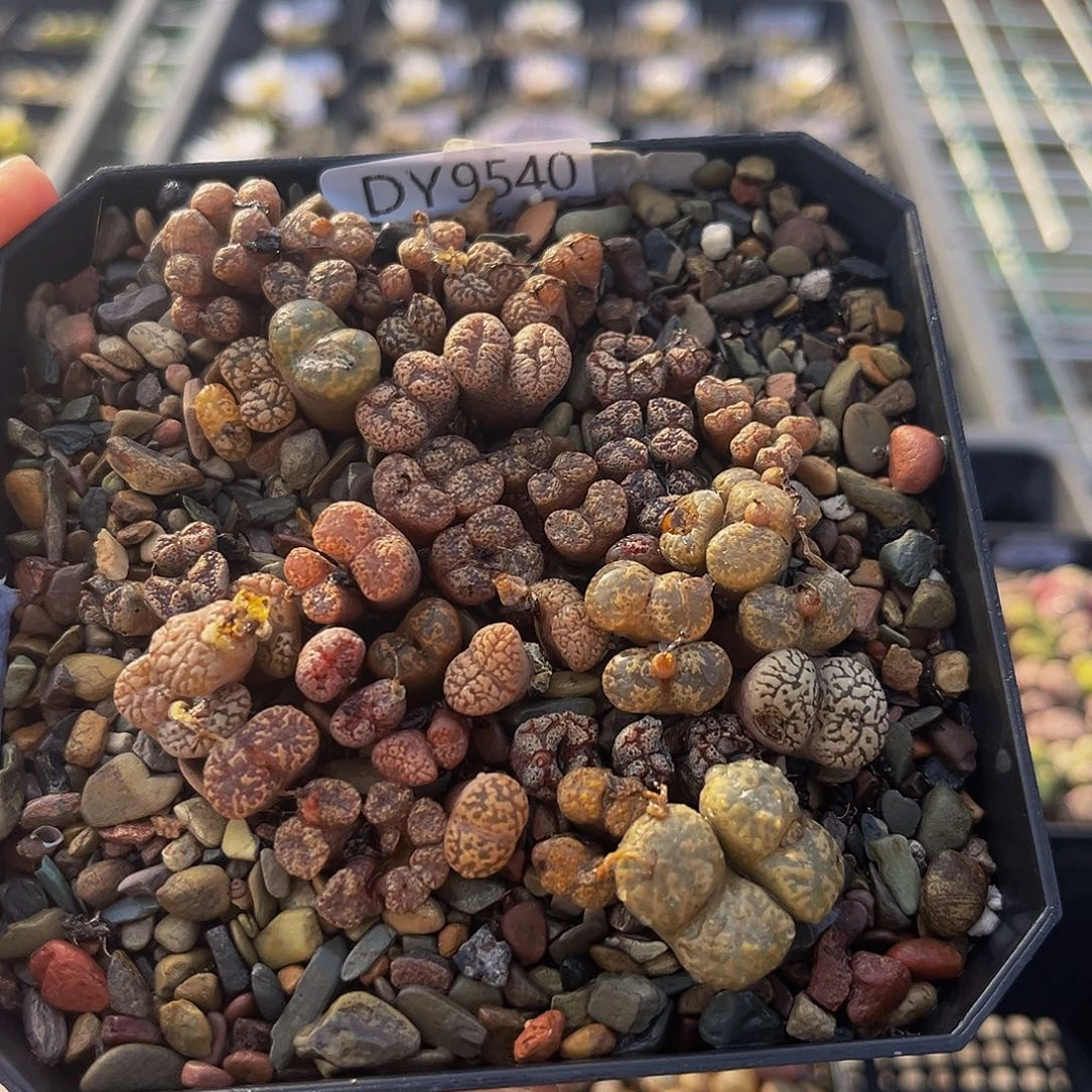 18包邮一物一拍勋章9540