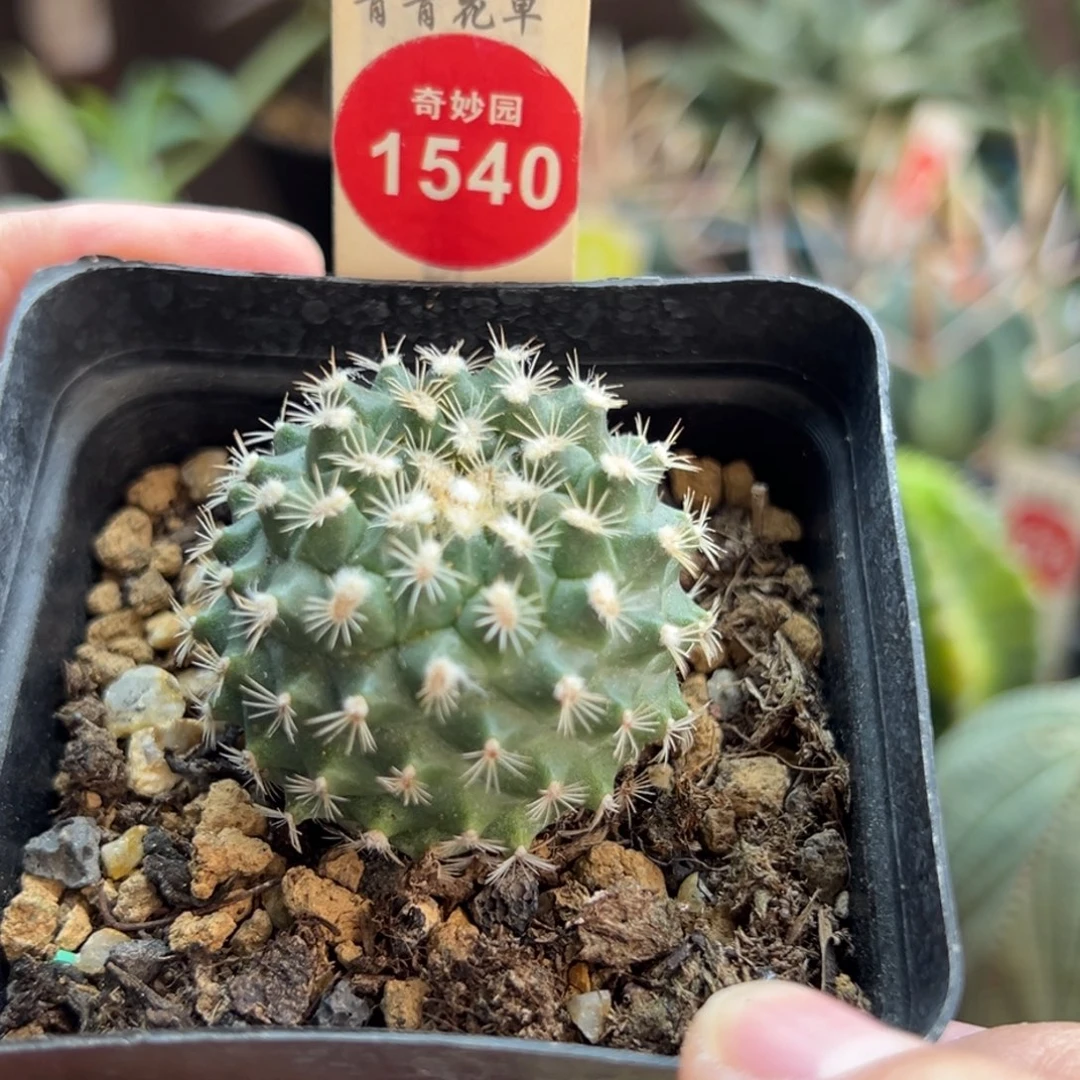 实生海胆娇丽3.8cm