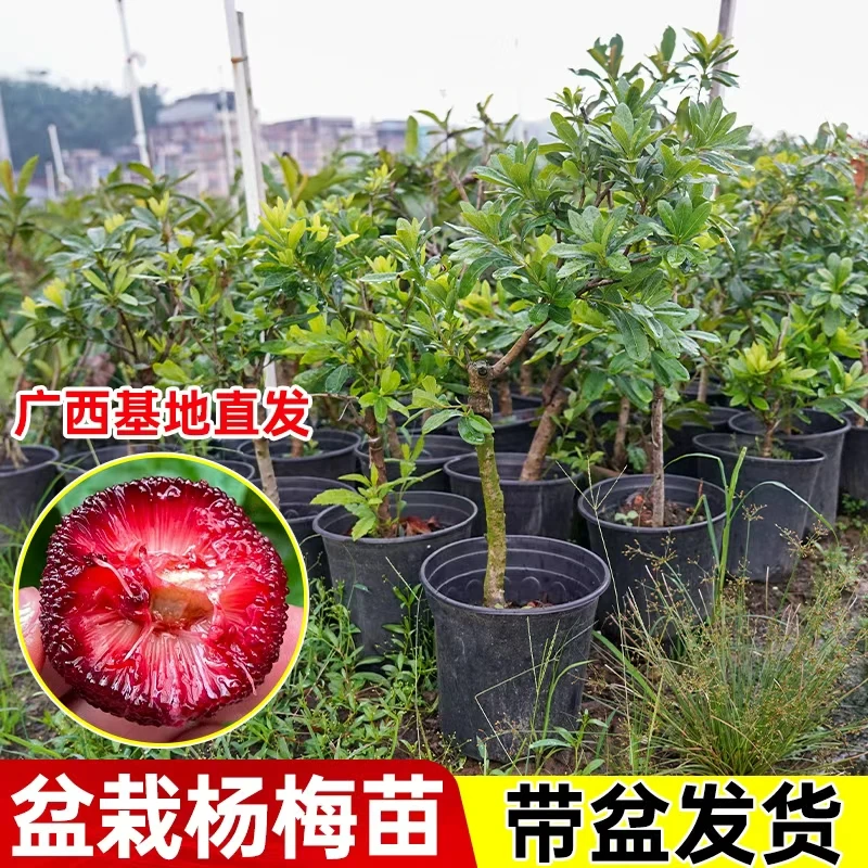 【矮化嫁接杨梅苗】正宗东魁黑炭杨梅树苗早熟杨梅带土南方北方种植
