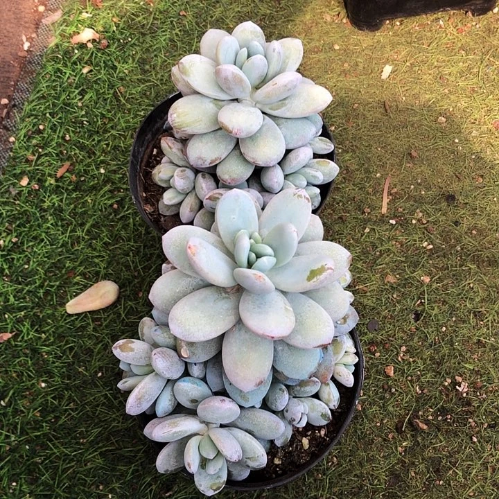 m****4雪美人捧花多肉植物，