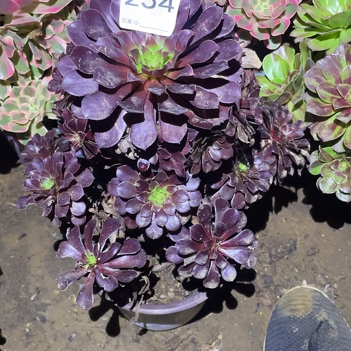 多肉植物断枝不包254黑铜壶