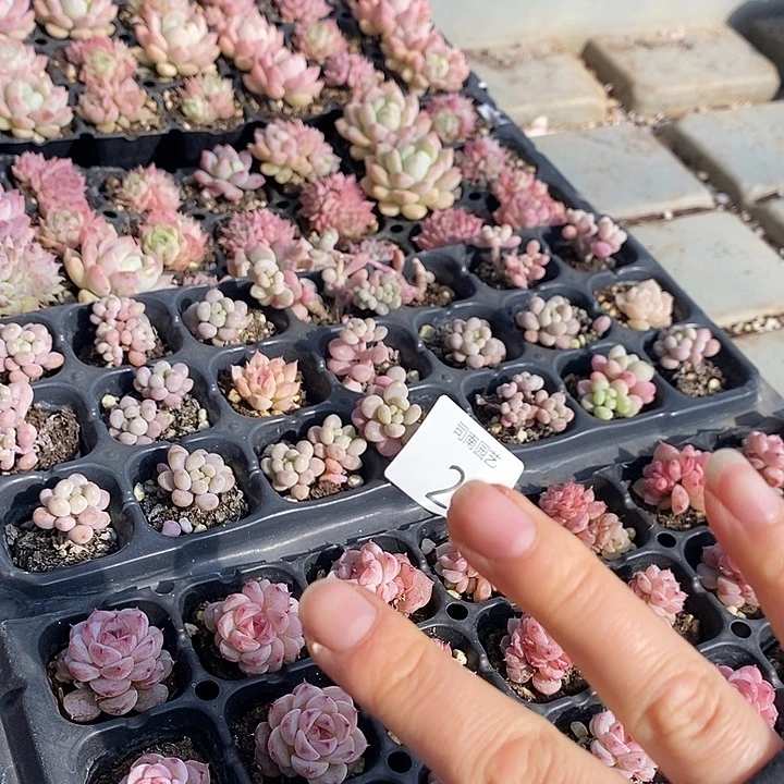 2 多肉植物盆栽花卉