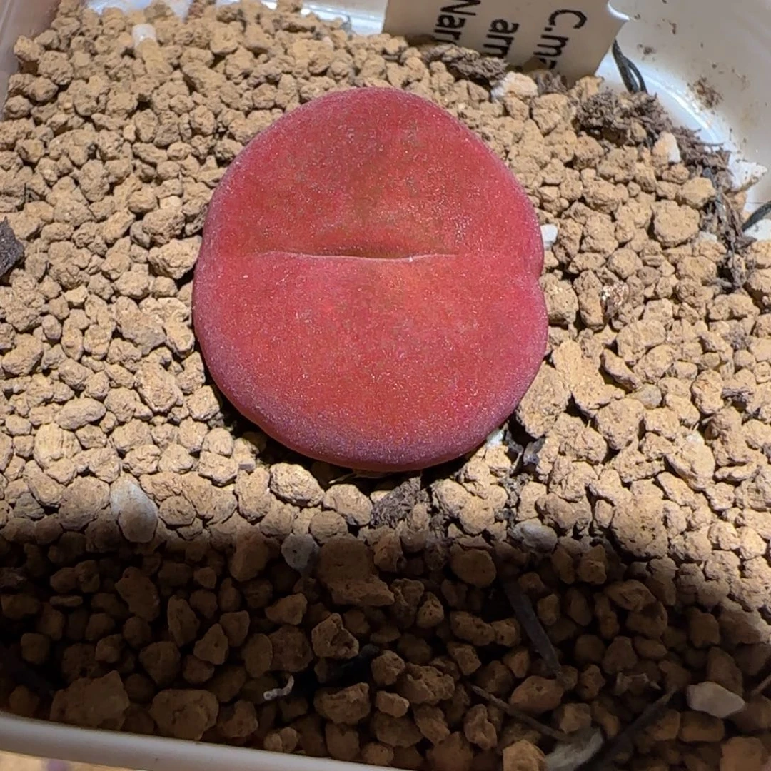 肉锥多肉植物组合-优选水蜜桃母本354