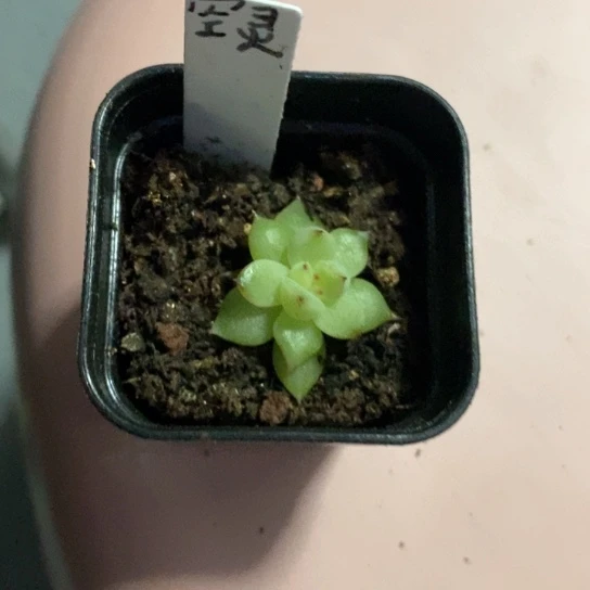 空灵珍妮4公分盆口