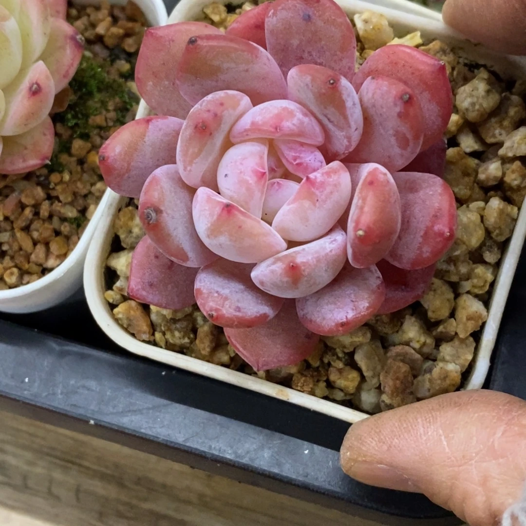 精品多肉一物拍不包整461