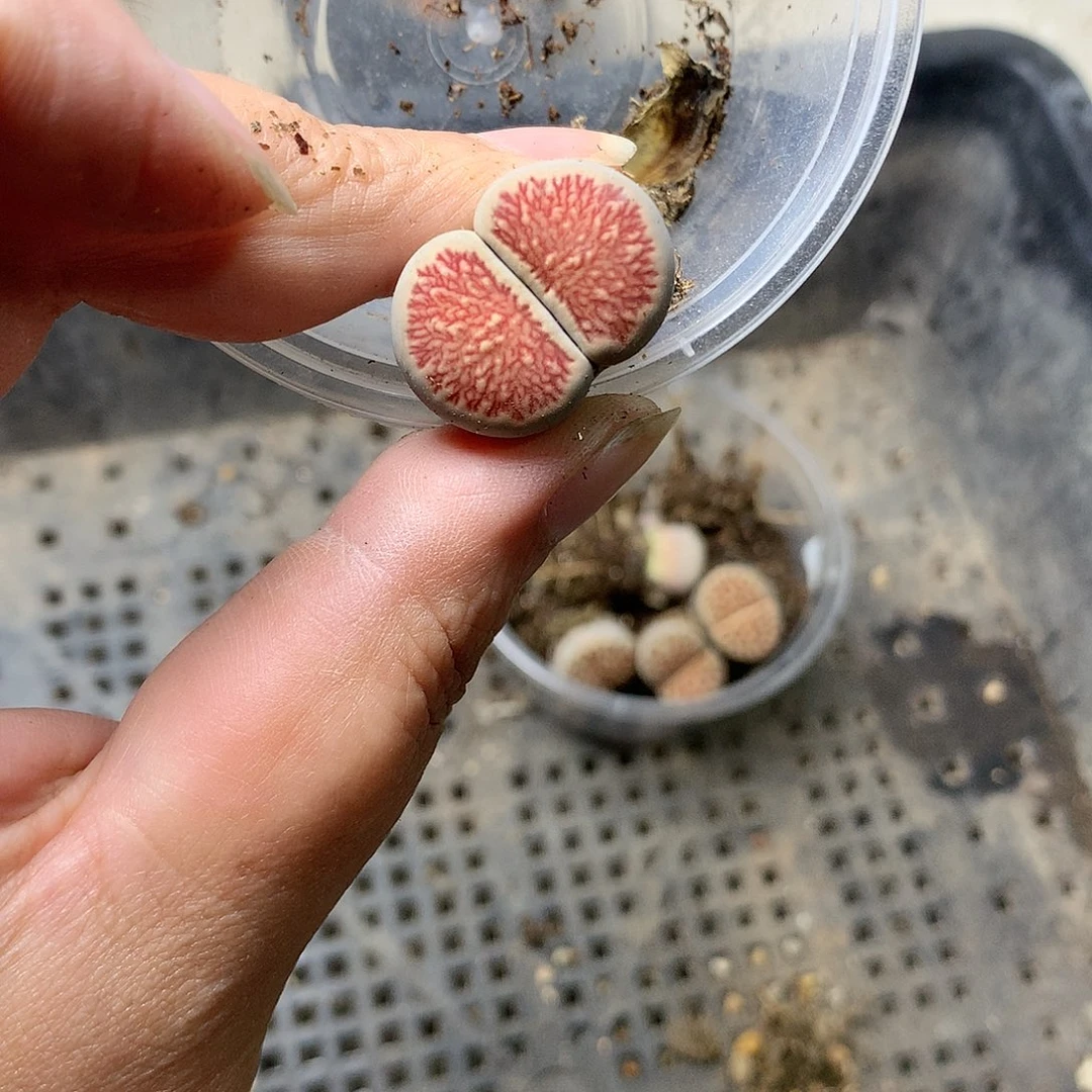 G255多肉植物保护