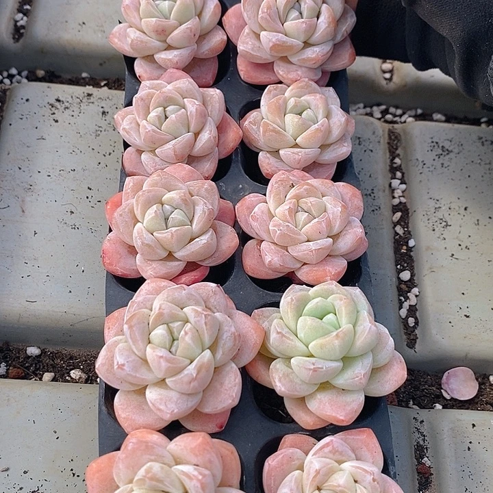 239 多肉植物盆栽花卉植物