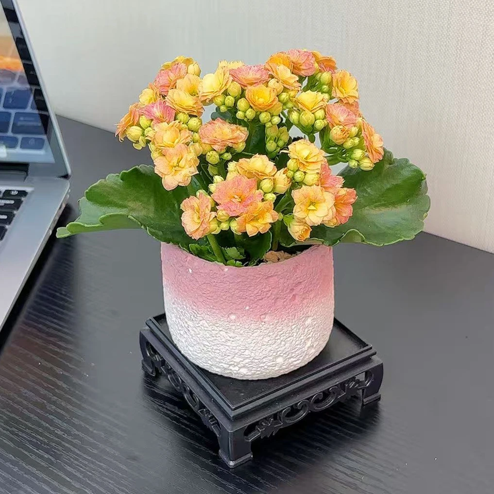 重瓣长寿花盆栽带花苞带花盆好养桌面阳台绿植花卉多年生草花花苗