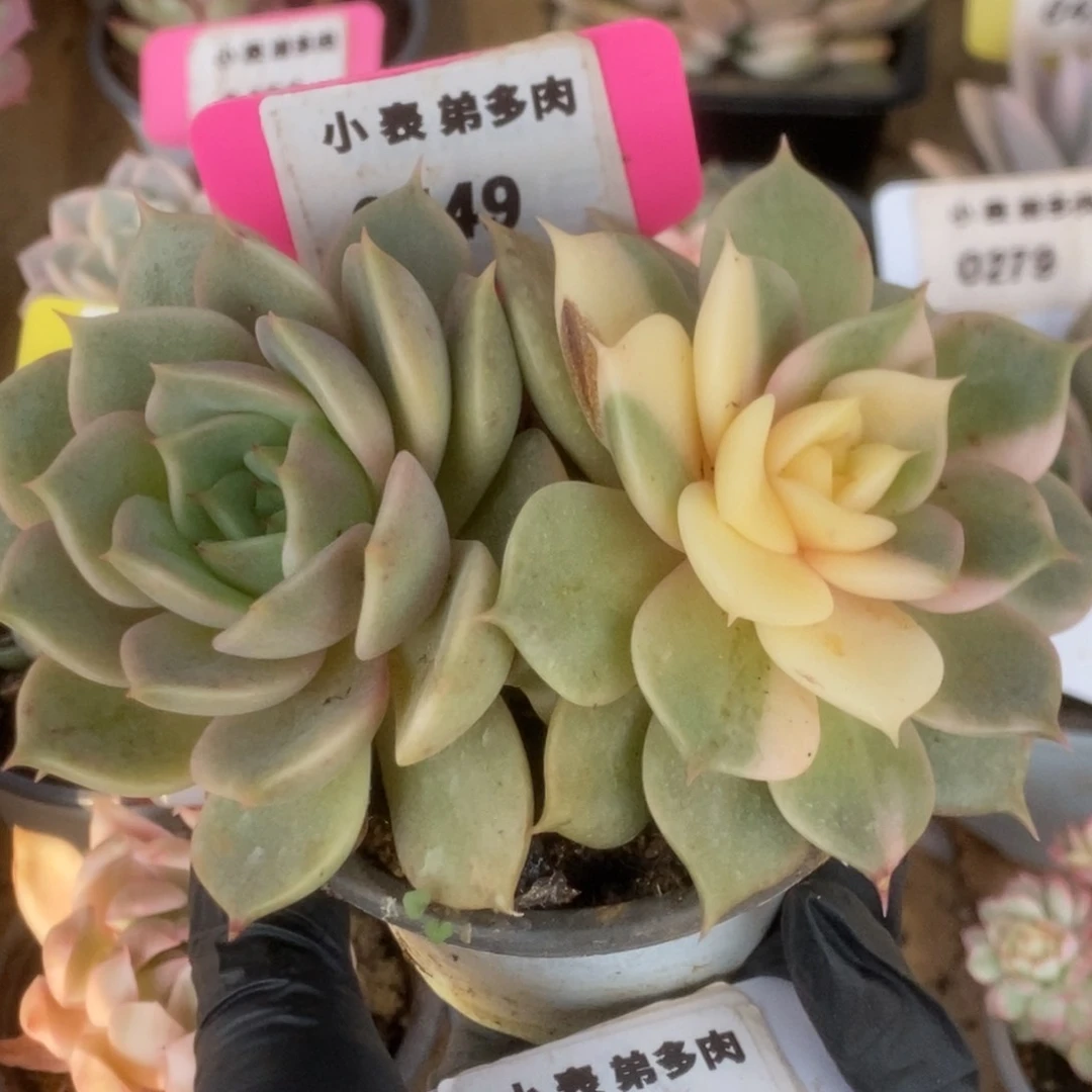 449贝加尔湖锦锦锦锦锦