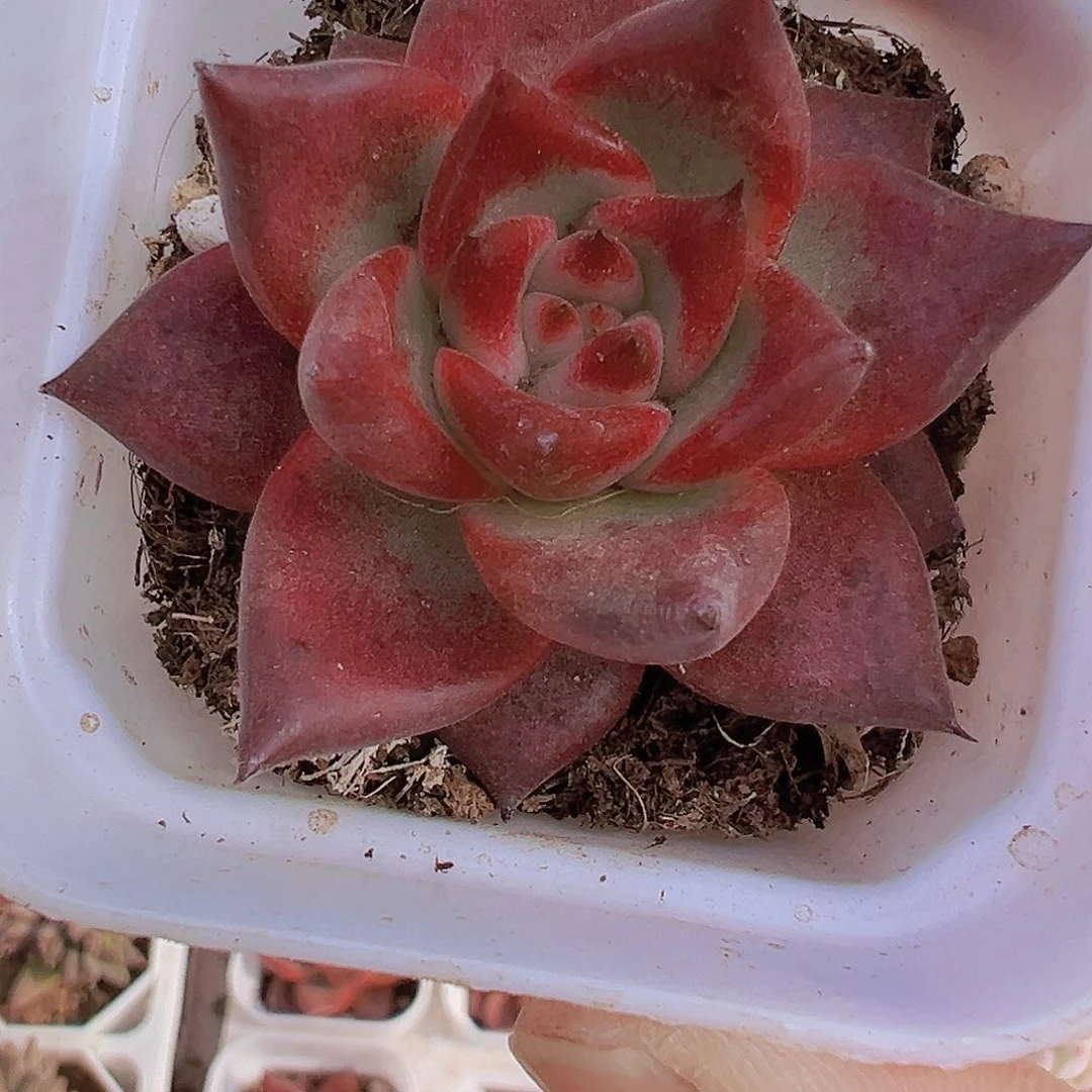 罗宾19包邮多肉植物