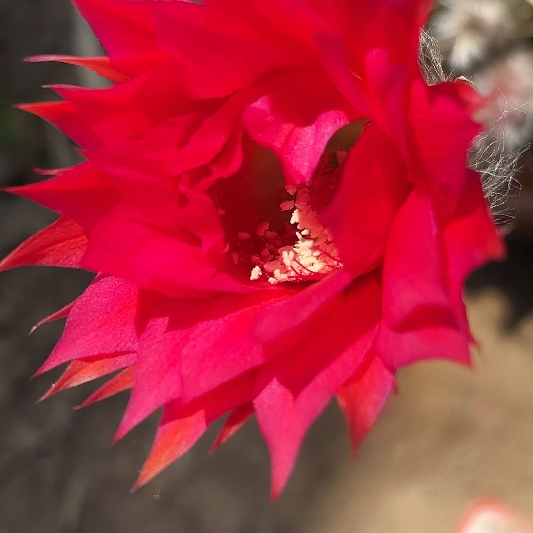 88 实生脱土脱花20包邮