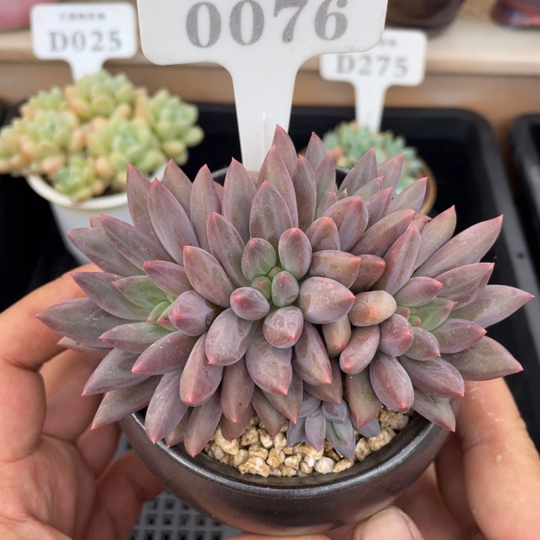 0076红蜻蜓不带盆11厘米