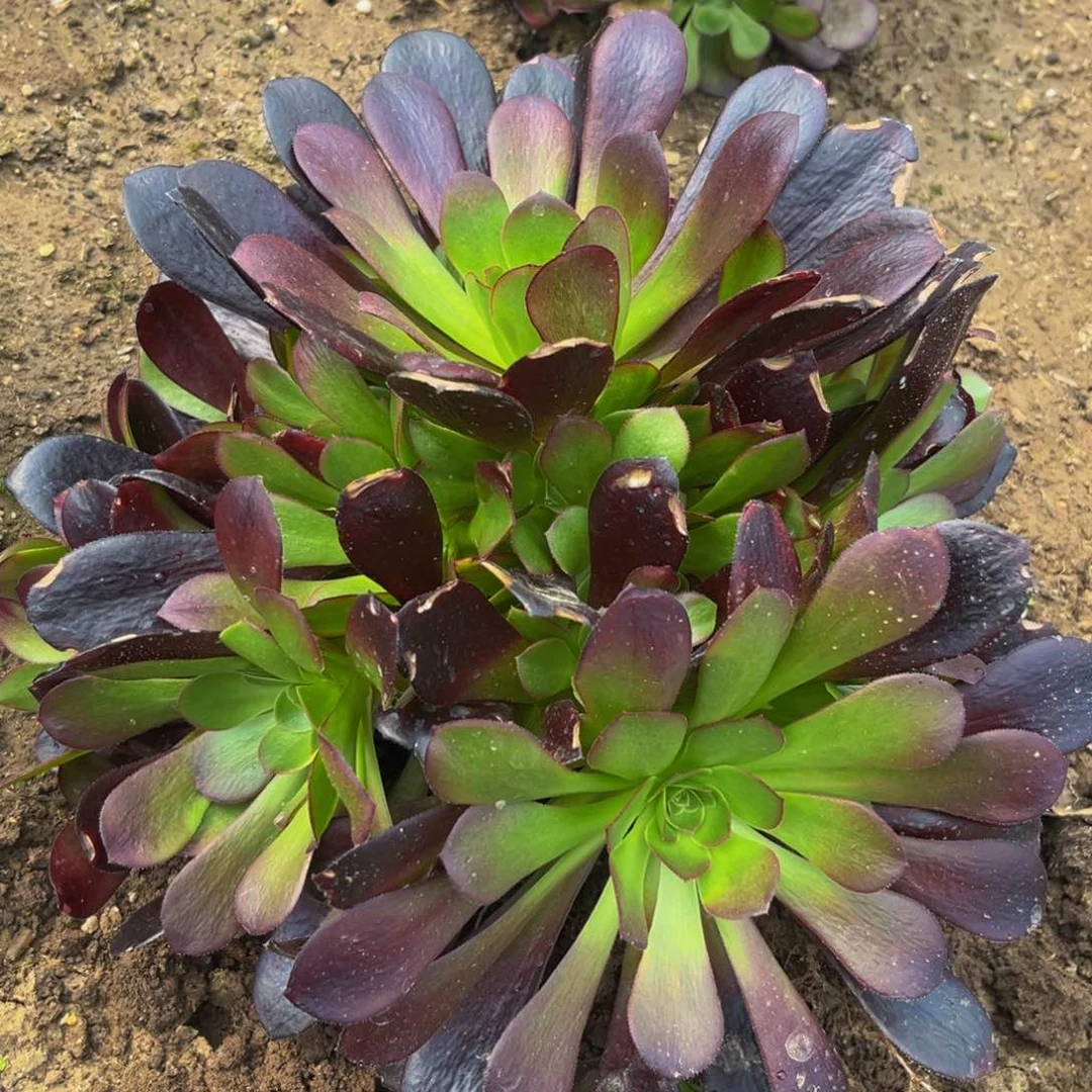 梅花多肉植物捧花6多肉