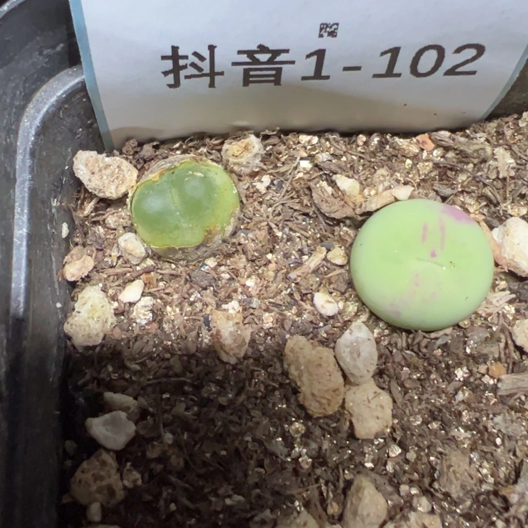 1-102拉登多肉植物
