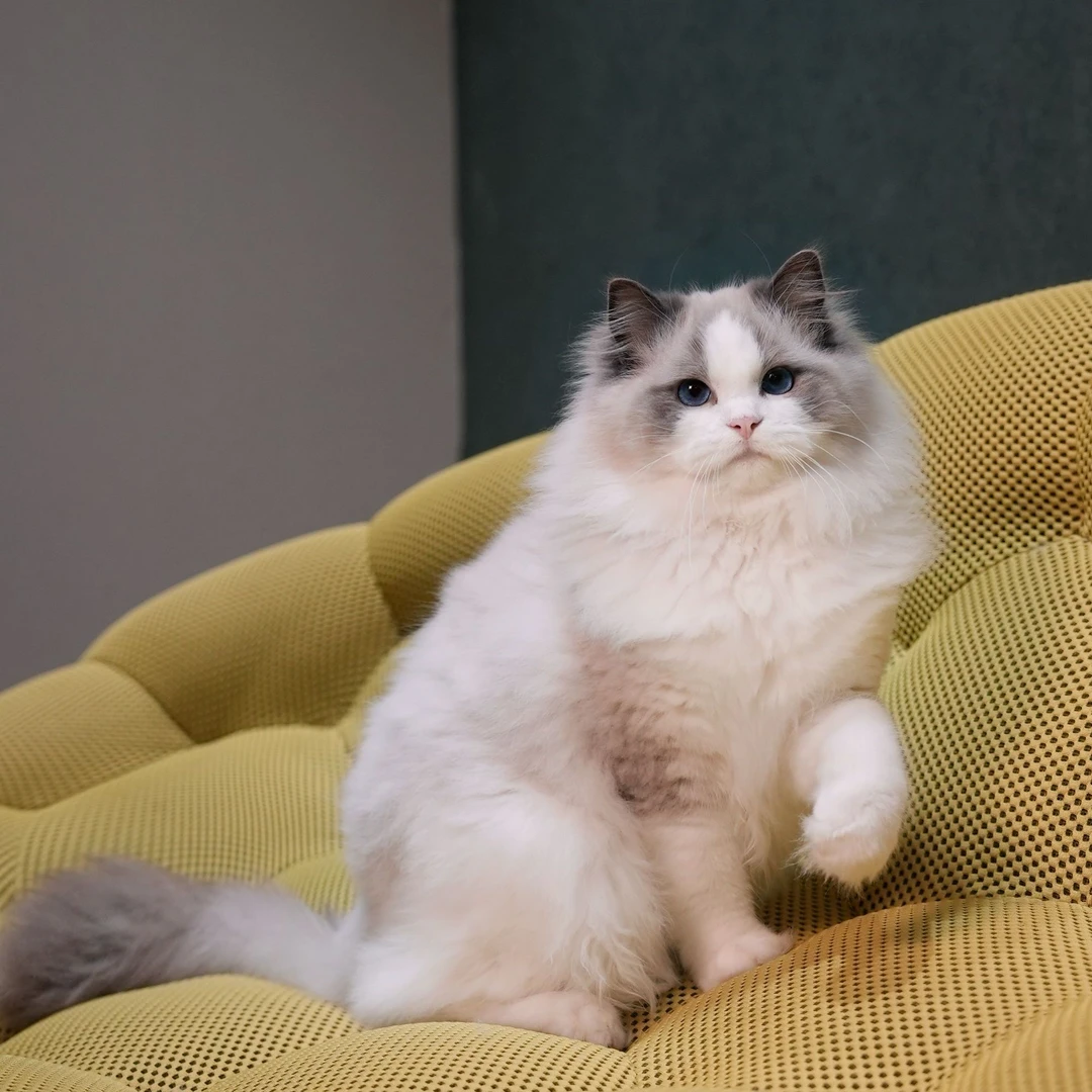 【云梦猫舍】布偶蓝双弟弟