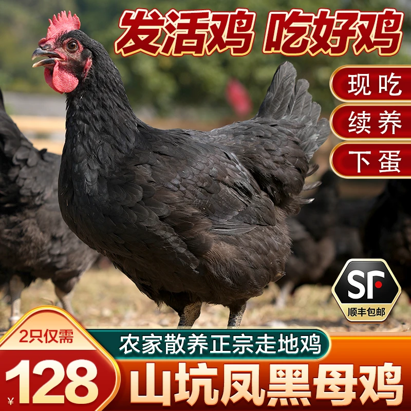 【直播专享 2只7斤左右】正宗散养山坑凤黑母鸡 五谷喂养 发活鸡A