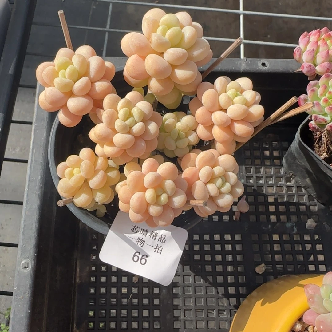 闪购精品多肉66号