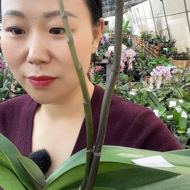 无花朵唯美蝴蝶兰