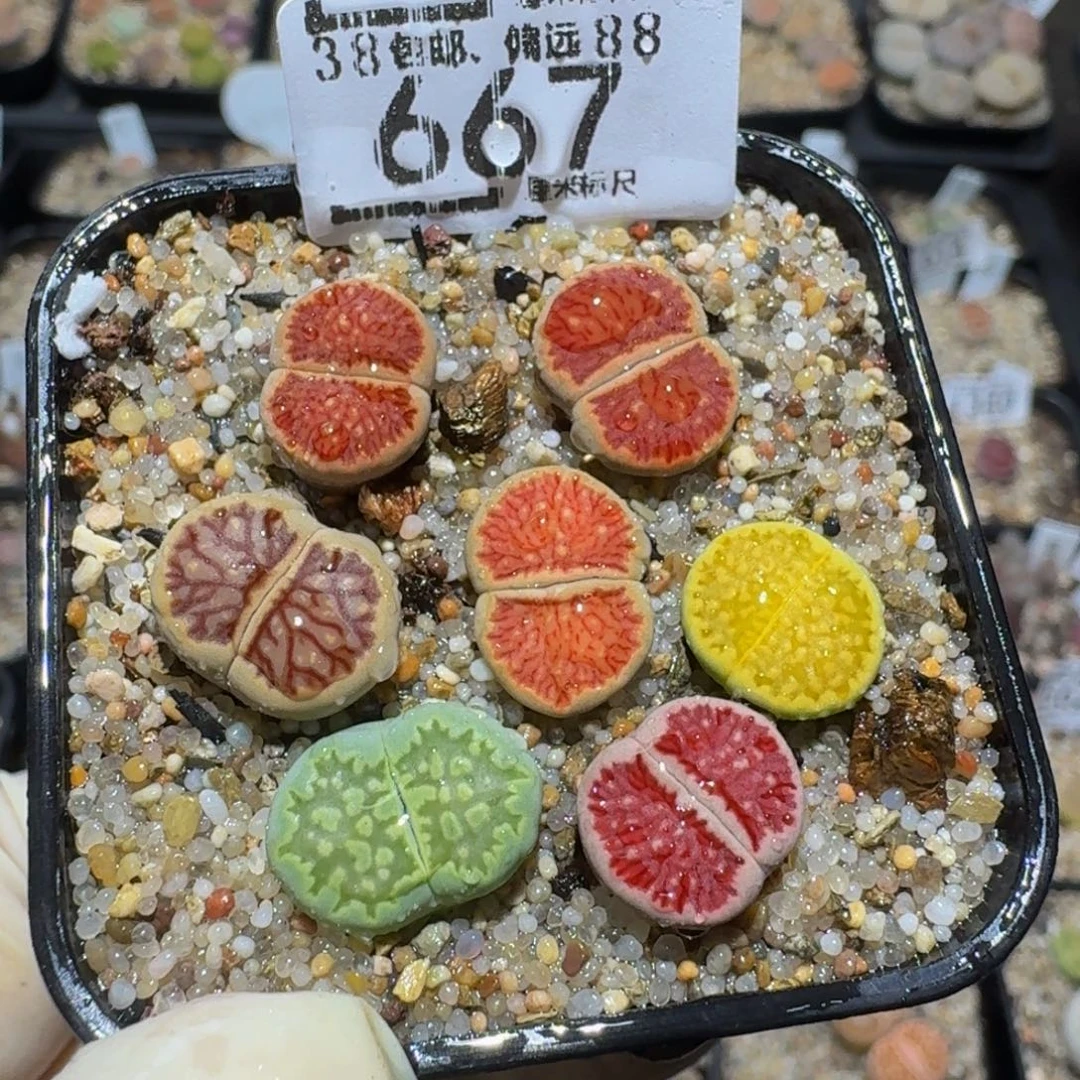 Zzzz生石花肉锥667