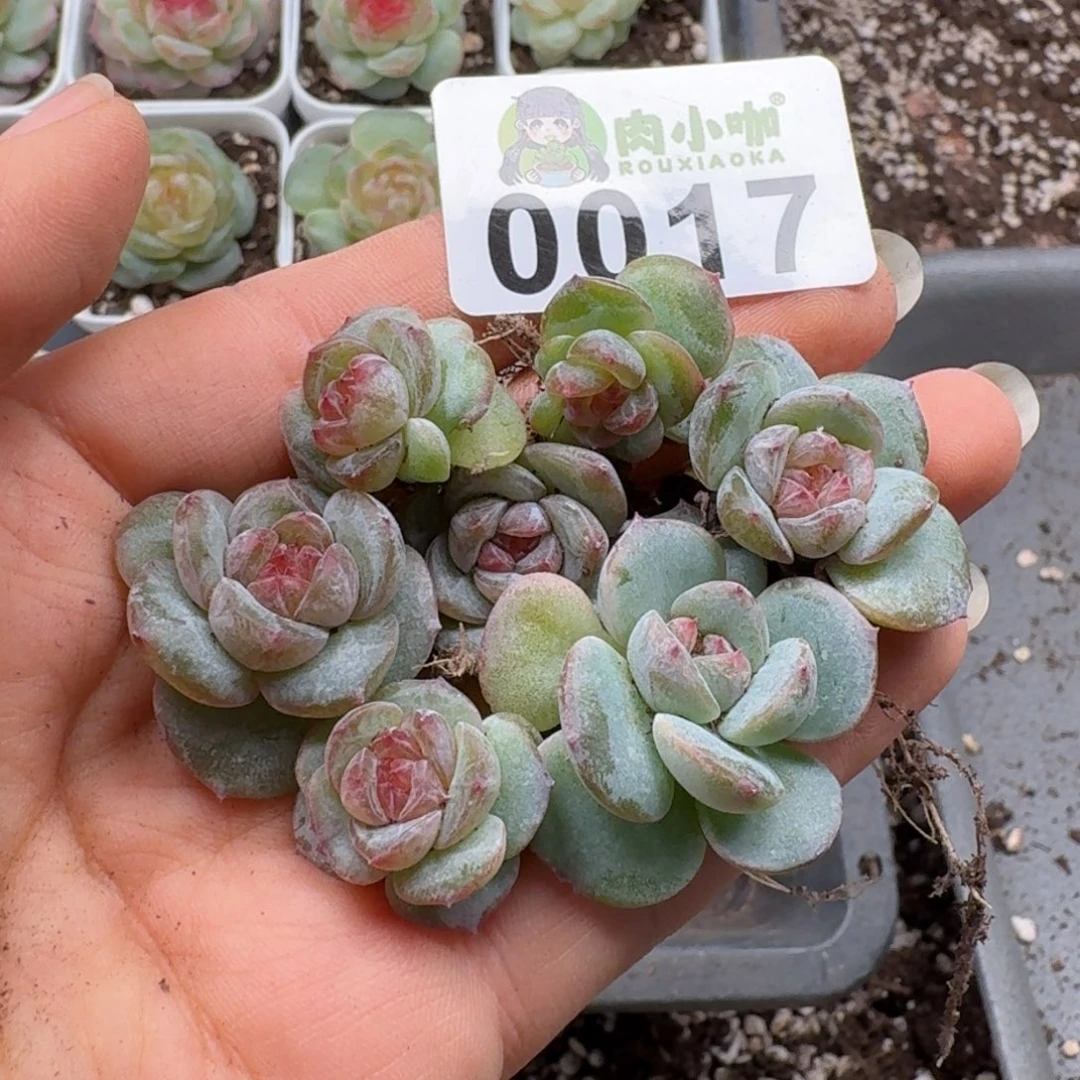 多肉植物多肉植物