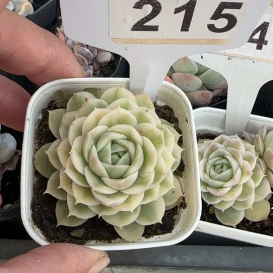 宝*215昂斯诺锦一物一拍