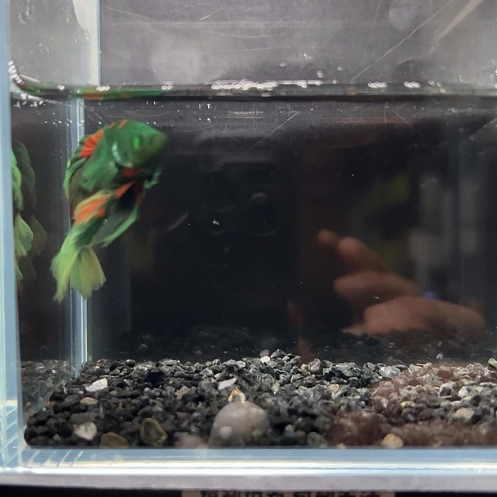 斗鱼一单包邮13日150