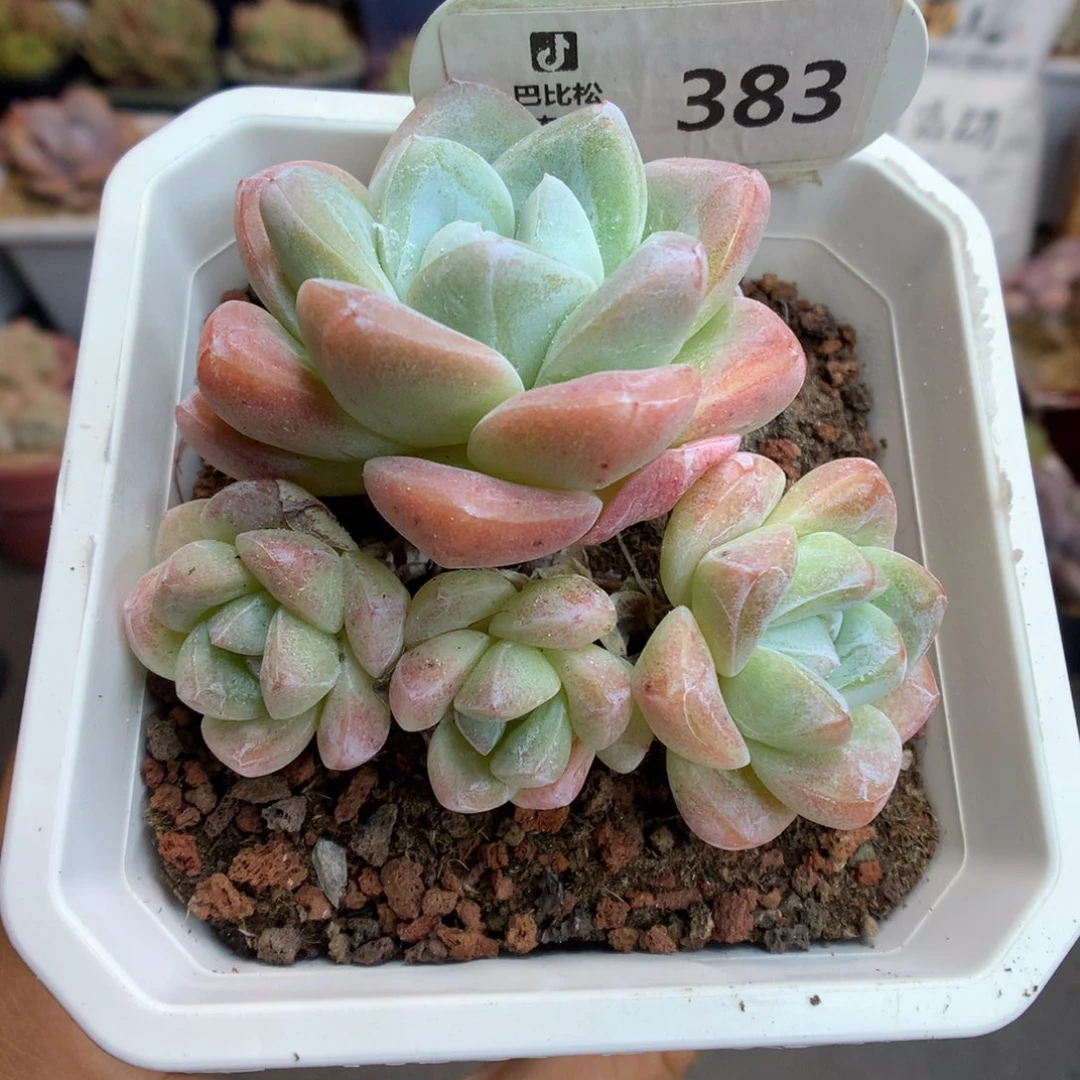 383四头冰玉多肉植物