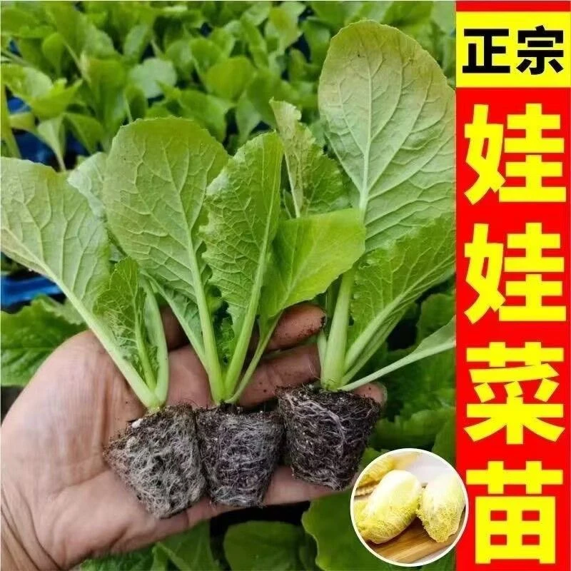秋冬耐寒娃娃菜大白菜苗带土秧苗四季可种庭院阳台蔬菜苗带土发货