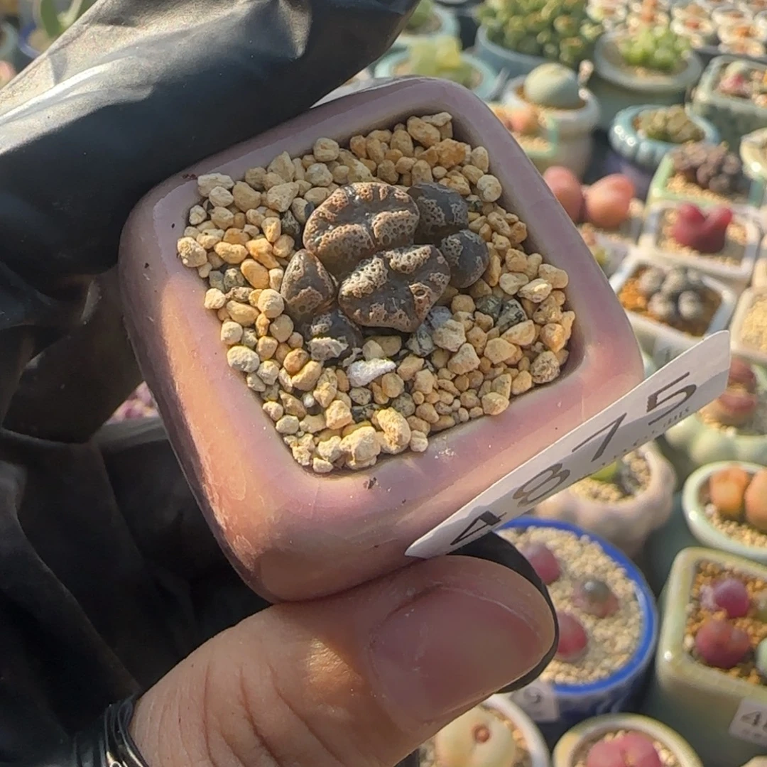 4875--一物一拍 带盆