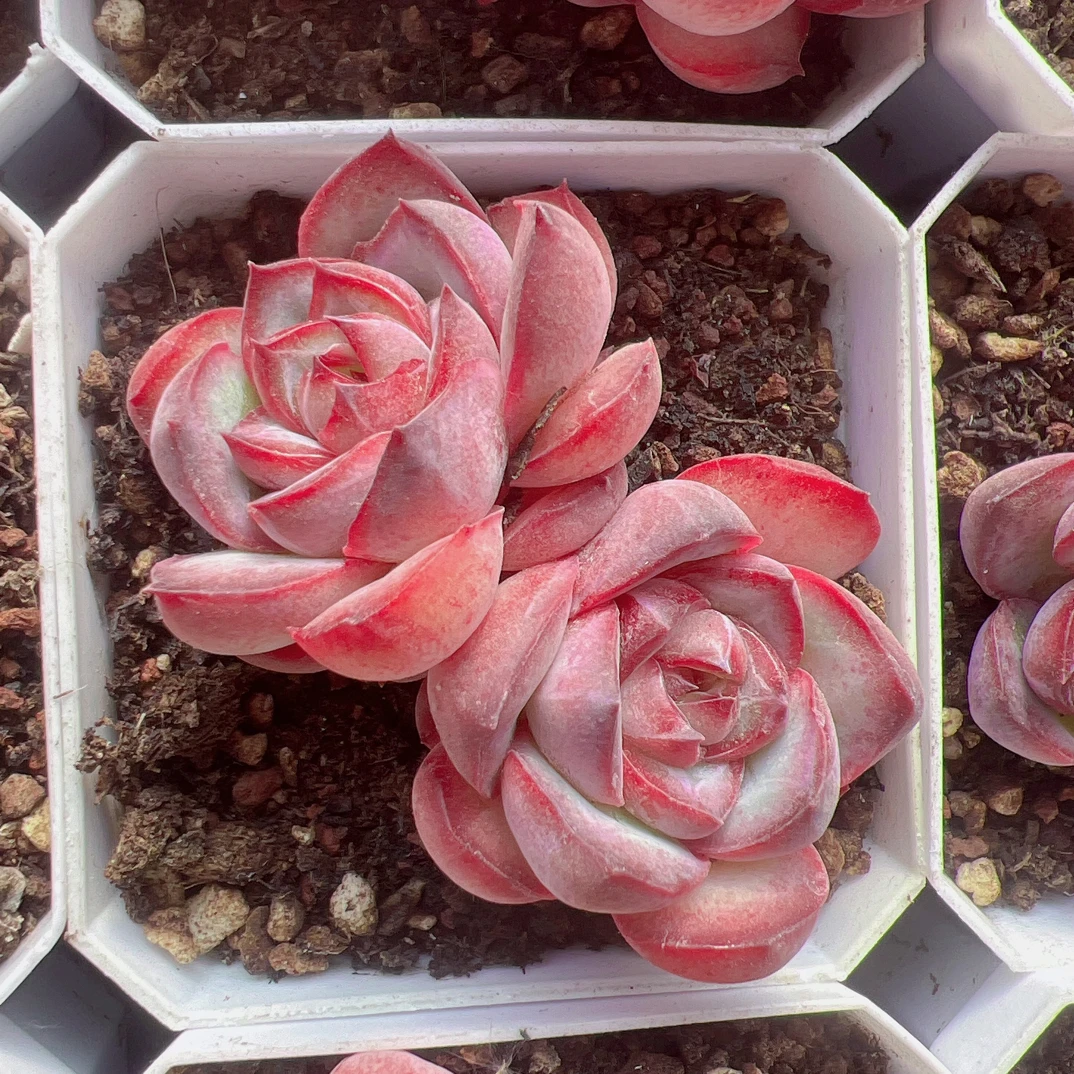 70#双头丘比巴尼有砍（5-7cm）脱土发货