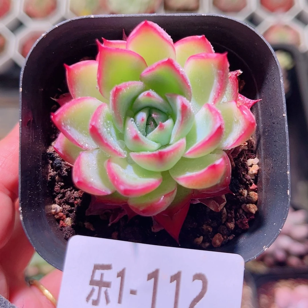 乐然1-112 粉水晶