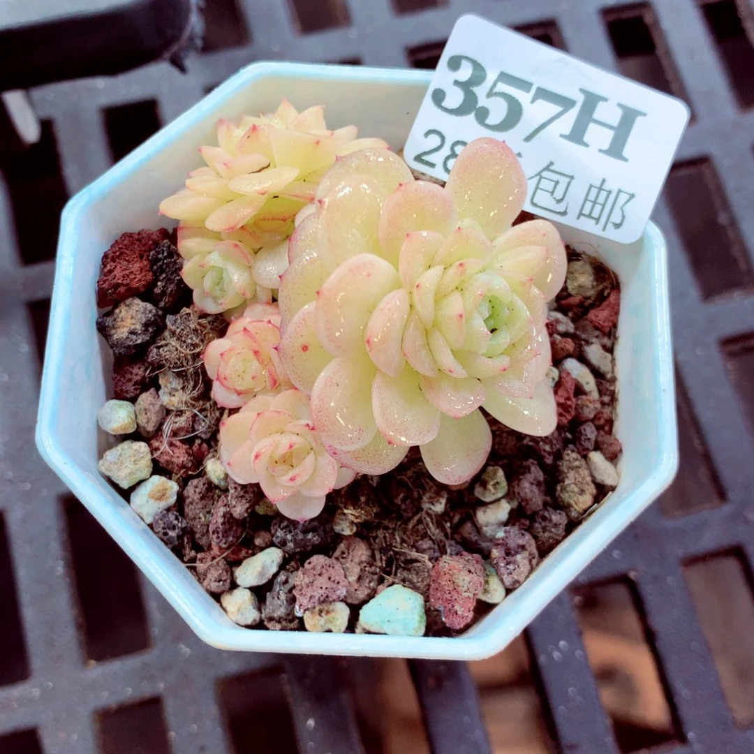 5厘米盆精控多肉357