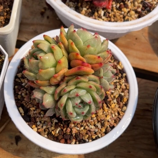 香槟群生 夏鸣园艺