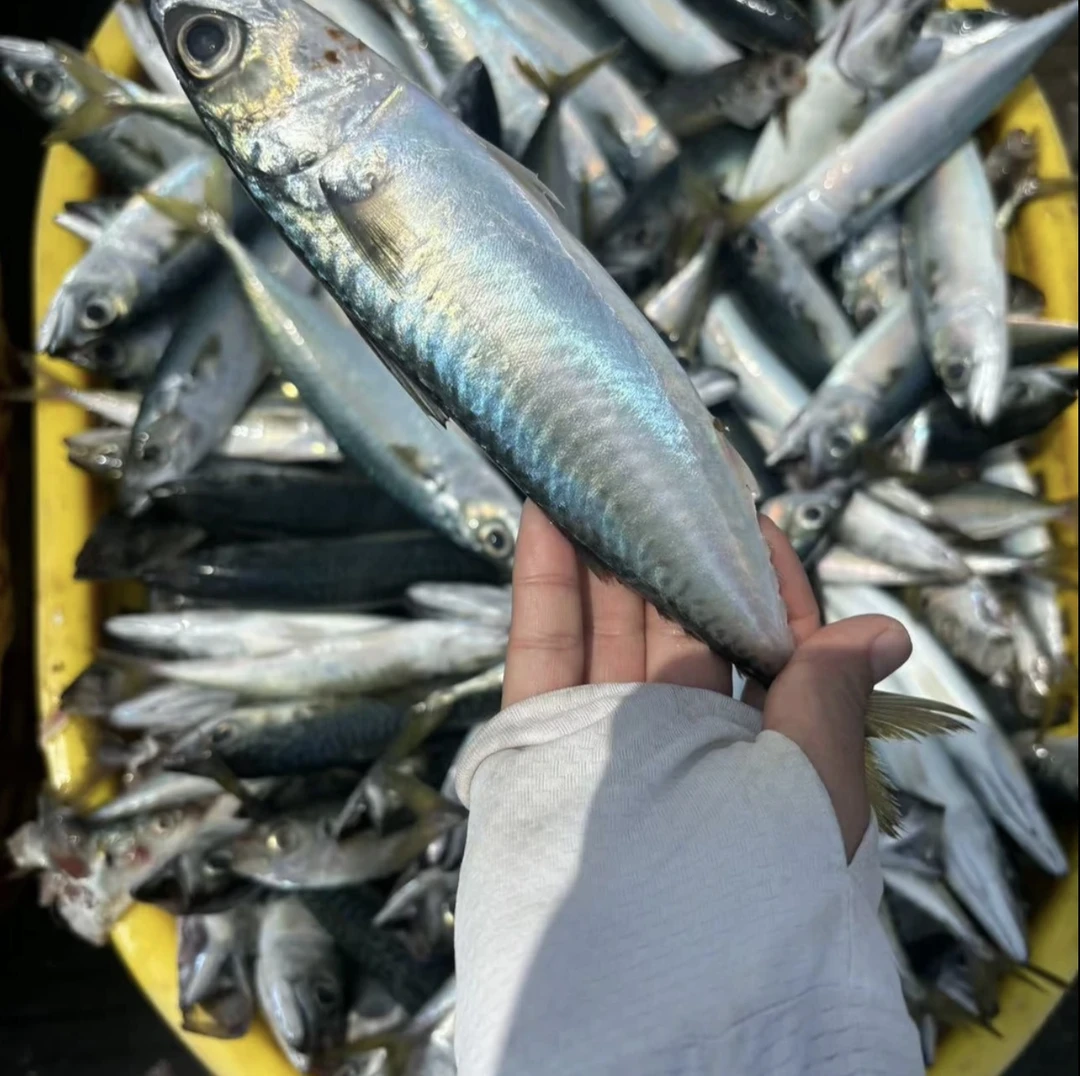 福建野生青鱼鲅鱼青占鱼新鲜鲅鱼新鲜特大青花鱼花仙鱼深海鲐鲅鱼